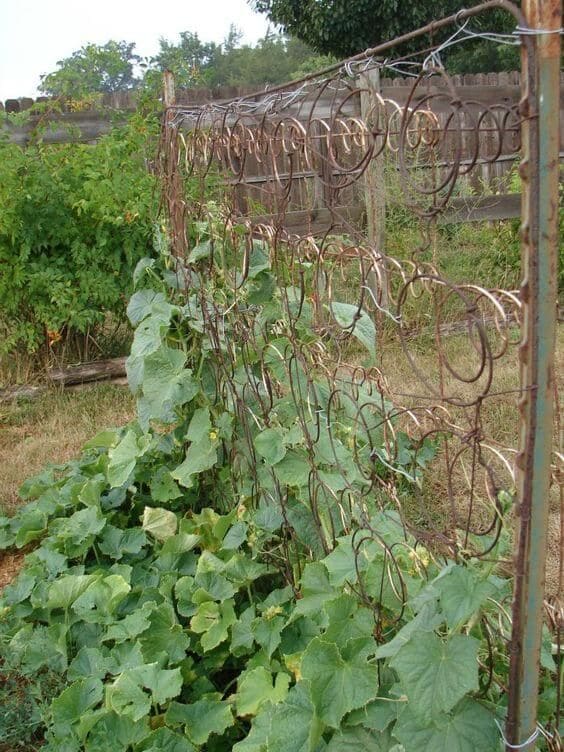 Rustic Mattress Spring Trellis for Climbing Plants