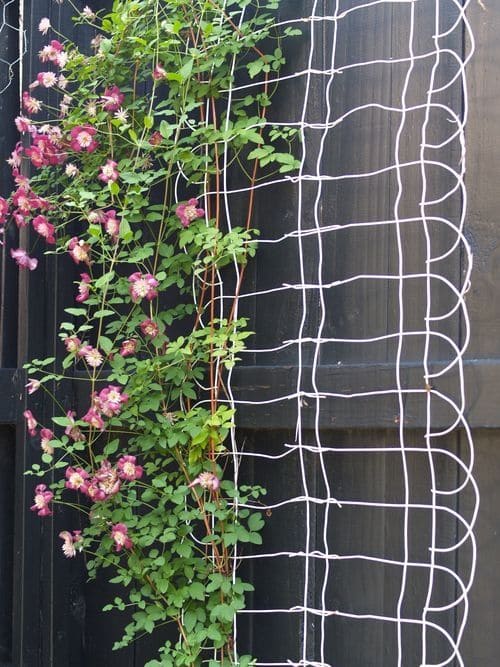Rustic Netting Fence Trellis Design