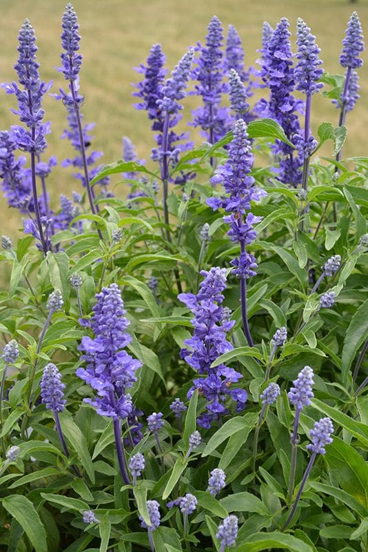 Salvia