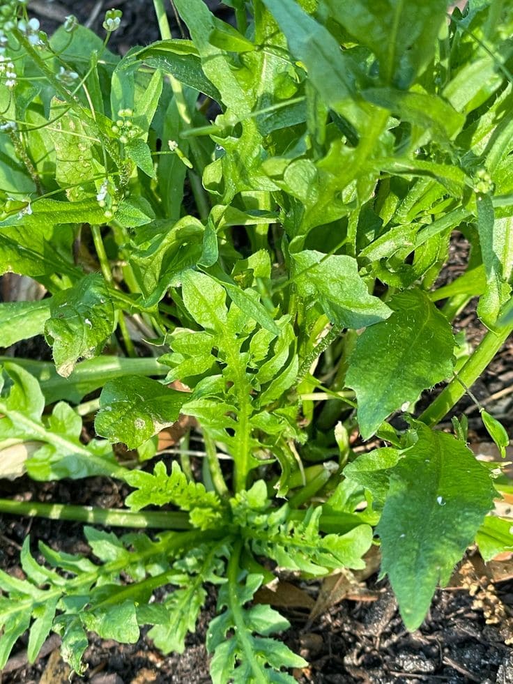 Shepherds Purse