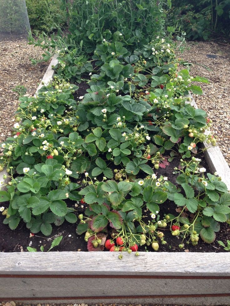 Spinach and Strawberries