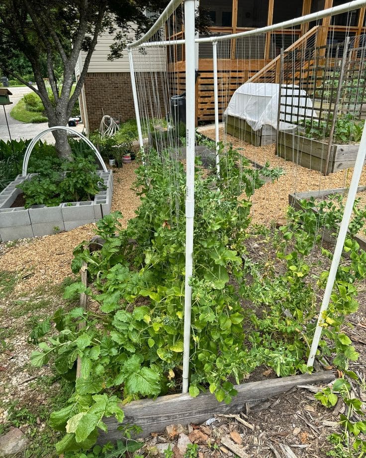 Squash and Beans