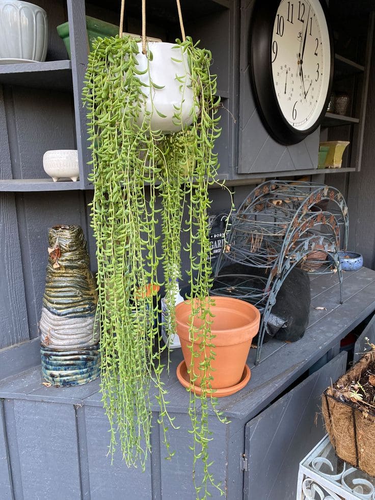 String of Bananas