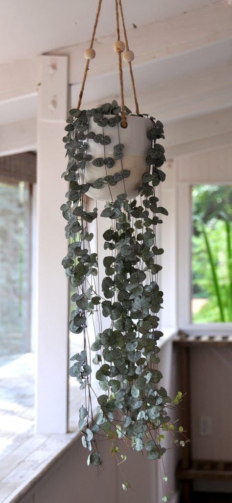 String of Hearts