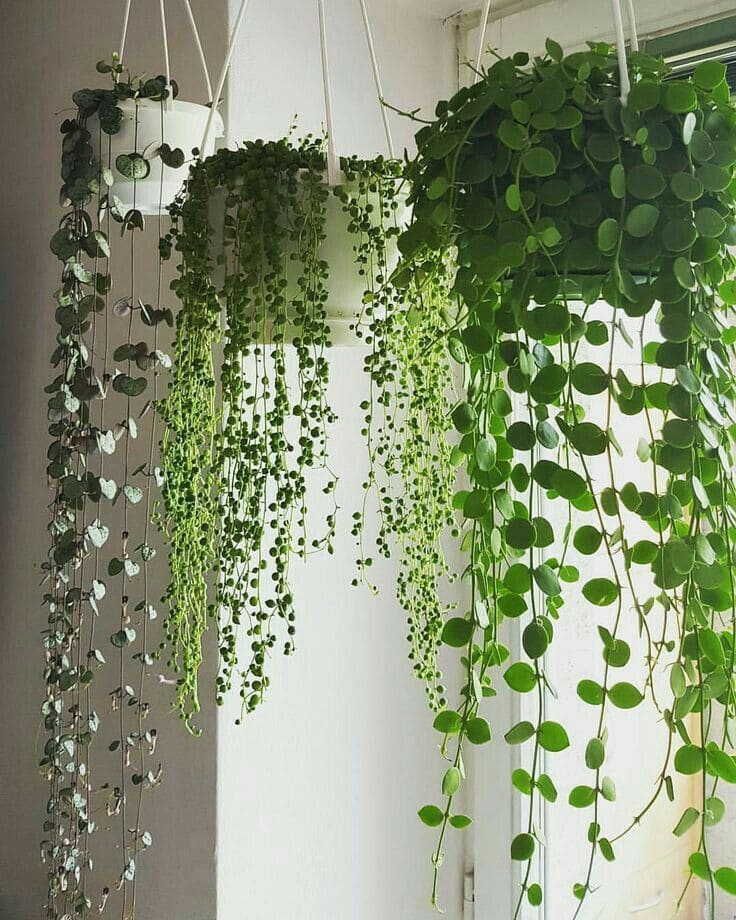 String of Pearls