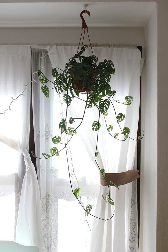 Swiss Cheese Plant