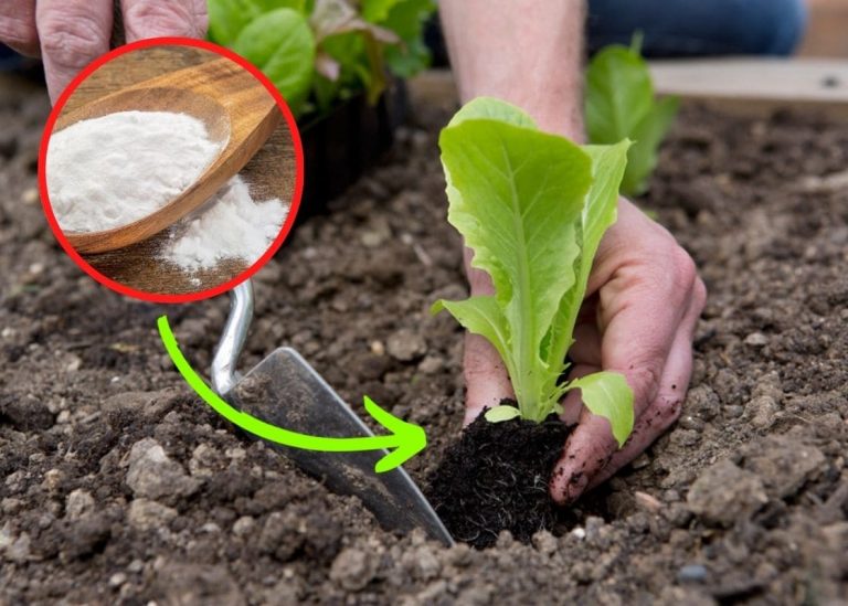 6 Surprising Benefits of Baking Soda in Gardening: A Gardener’s Secret Weapon