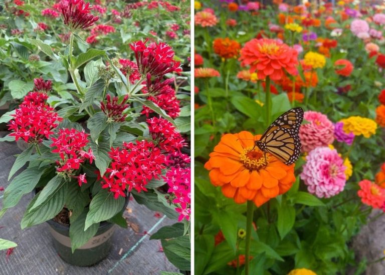 20 Butterfly-Magnet Plants That Attract Butterflies to Your Garden