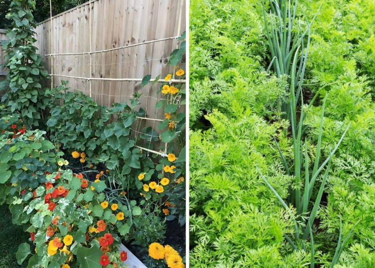 Here’re Top 20 Companion Planting Pairs for a Thriving Garden