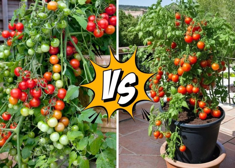 Determinate vs. Indeterminate Tomatoes: Choosing the Right Type for Your Garden