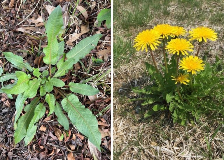 15 Edible Garden Weeds That Turn Unwanted Plants into Nutritious Delights