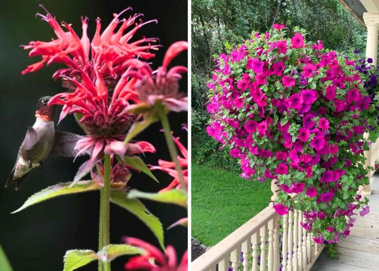 20 Beautiful Flowers That Attract Hummingbirds And Enchant Your Garden