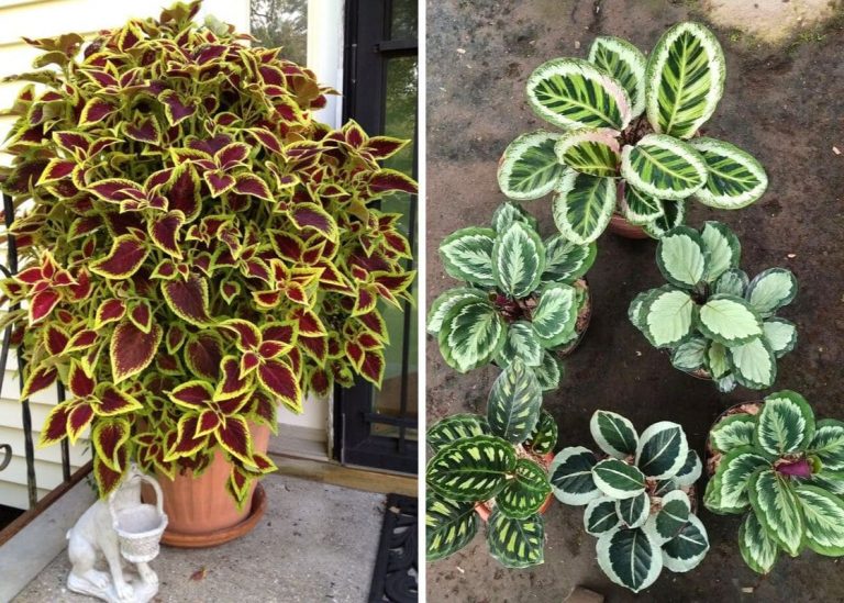 15 Stunning Foliage Plants to Elevate Your Indoor and Outdoor Spaces