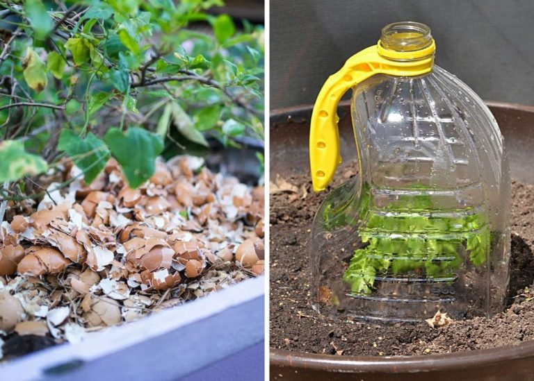 15 Genius Garden Hacks I Swear By for an Easier, More Productive Garden