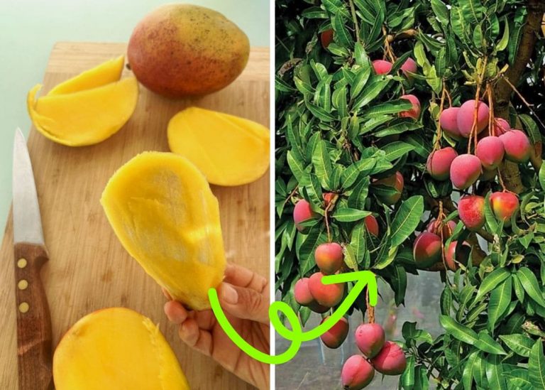 Step-by-Step Guide to Growing a Mango Seed in Water For Begginers