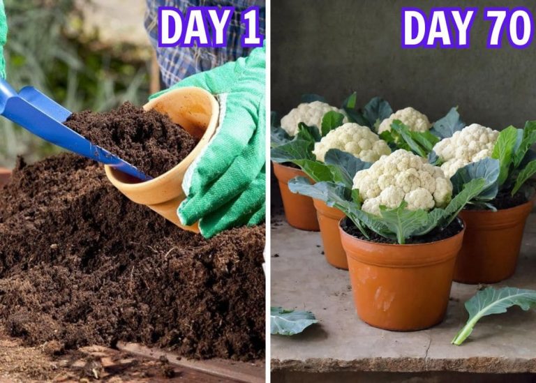 How to Grow Cauliflower in a Pot: My Tried-and-True Method