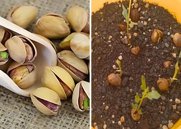 Full Guide on Growing Pistachio Trees From Store-Bought Pistachios