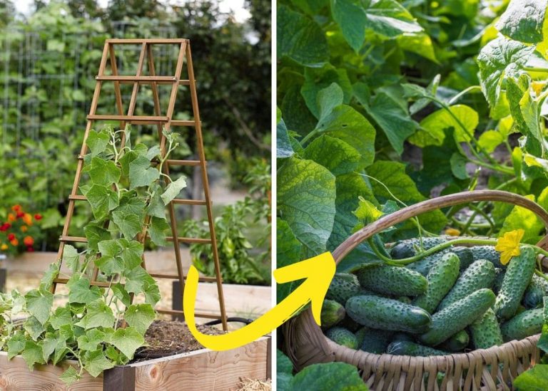 10 Stages to Grow Cucumbers Successfully with a Trellis