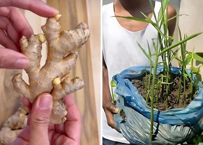 Step-by-Step Guide on Growing Ginger in Plastic Bags