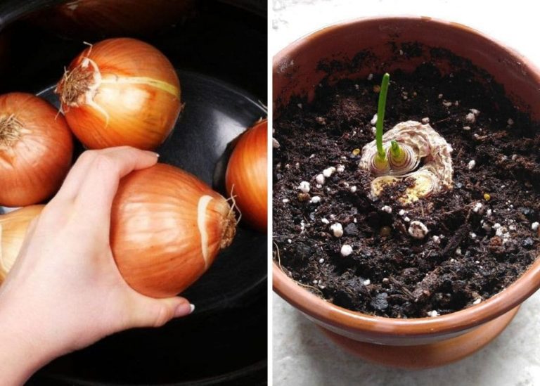 Step-by-Step Guide On Growing Onions from Onions