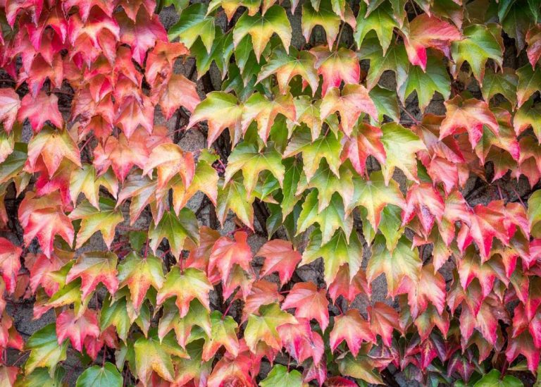 How to Grow Virginia Creeper: A Step-by-Step Guide for Gardening Enthusiasts