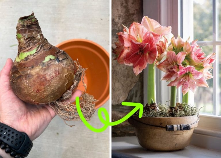 How to Grow Amaryllis: A Step-by-Step Guide to Success