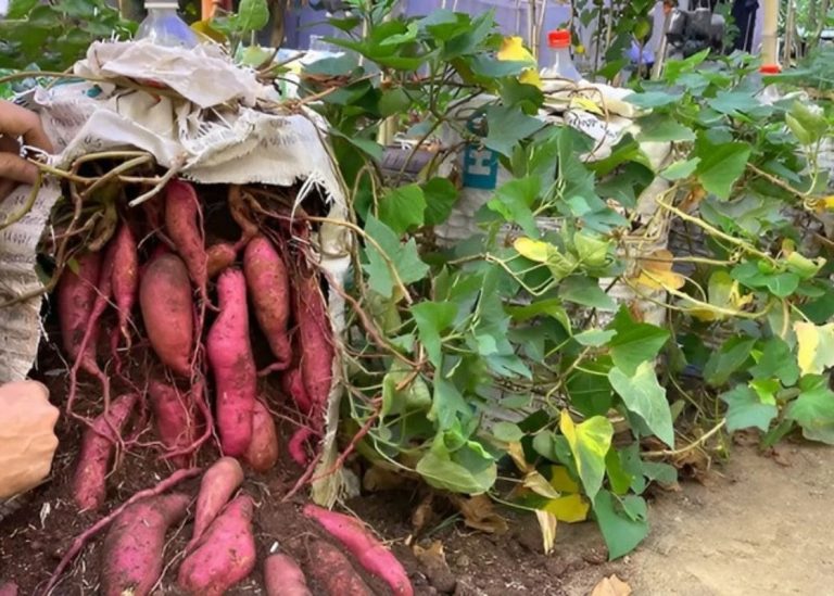 Grow Sweet Potatoes in Soil Bags: A Space-Saving and High-Yielding Method