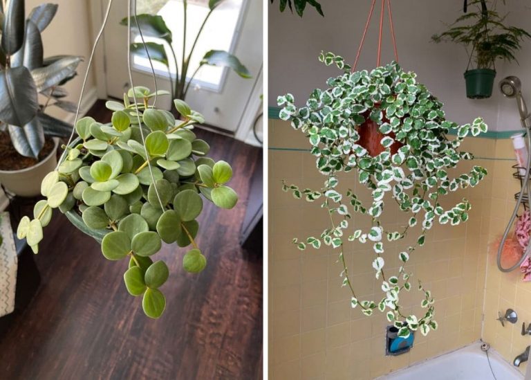 25 Best Hanging Plants to Transform Your Room into a Green Oasis