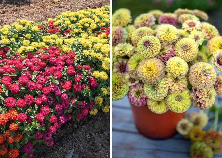 Best Zinnia Types to Grow in Your Garden for Stunning Blooms