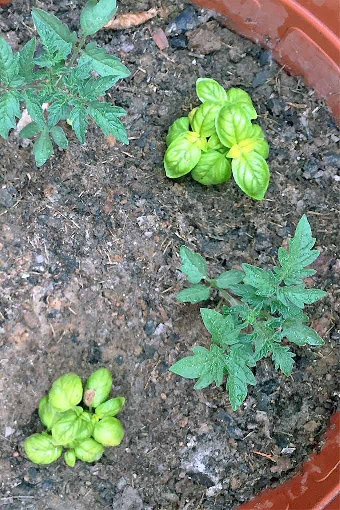 Tomatoes and Basil