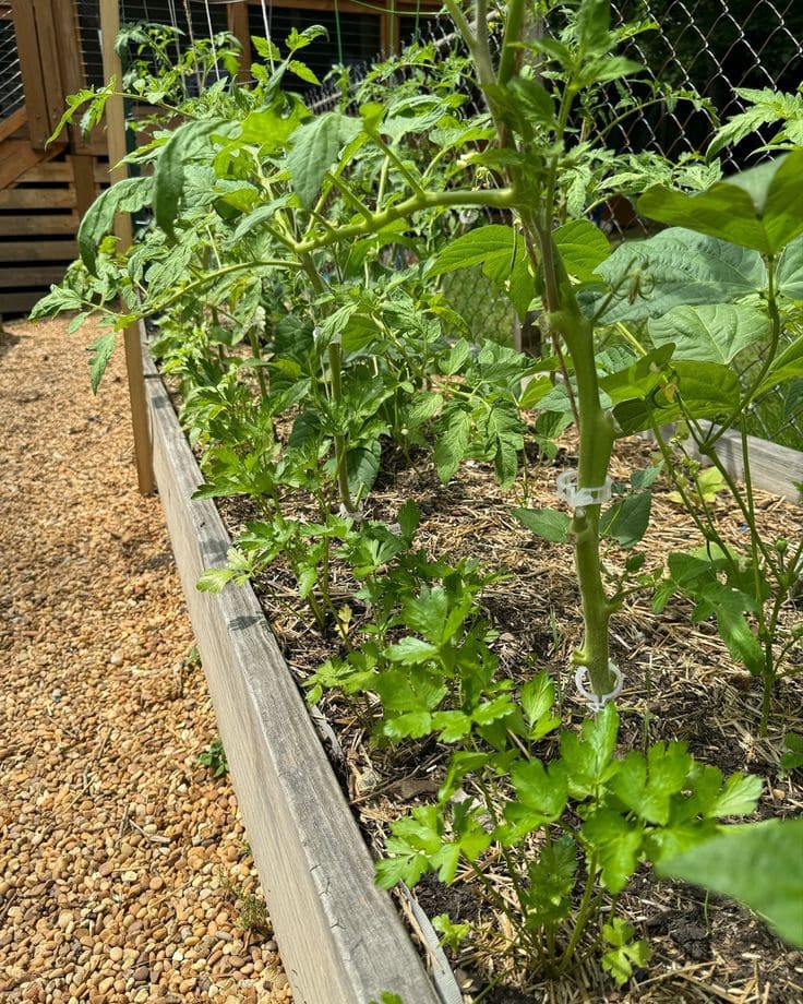 Tomatoes and Parsley