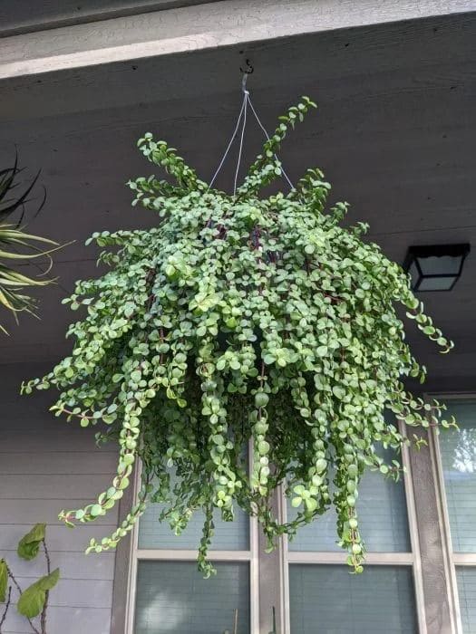 Trailing Jade