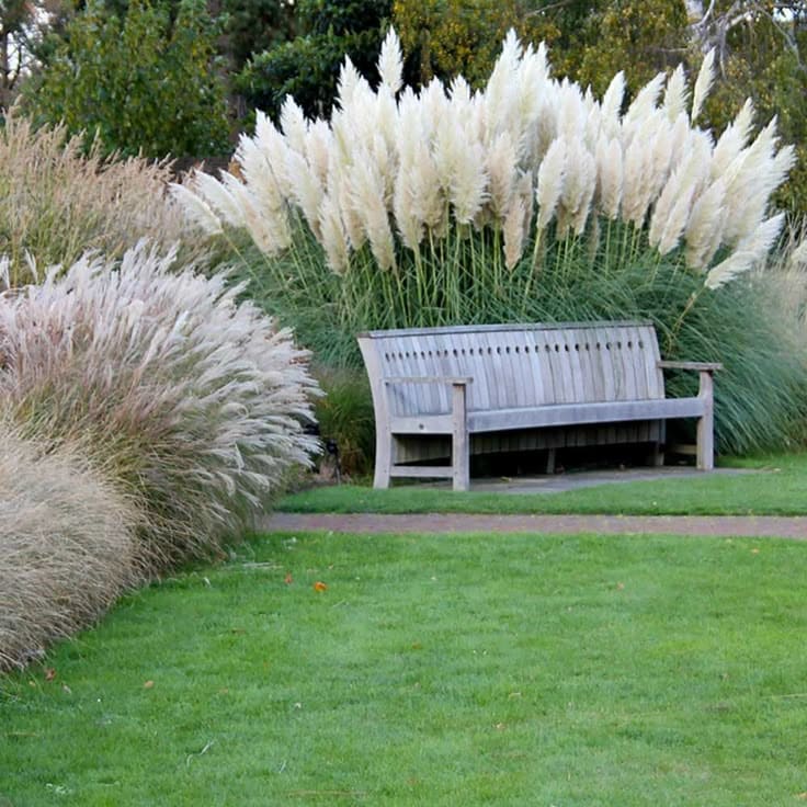 Tranquil Garden Retreat with Pampas Grass