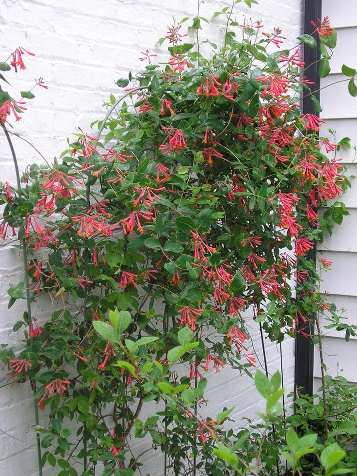 Trumpet Honeysuckle