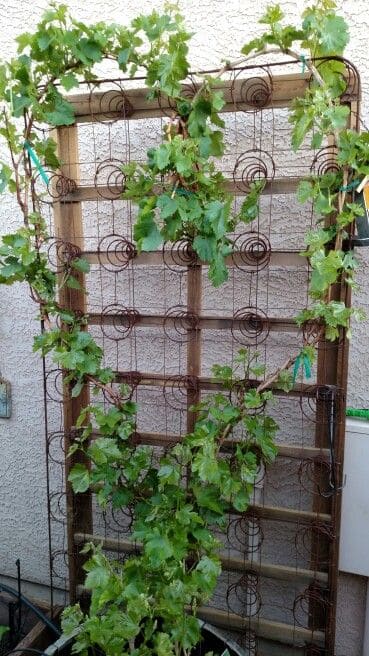 Upcycled Mattress Spring Trellis Magic