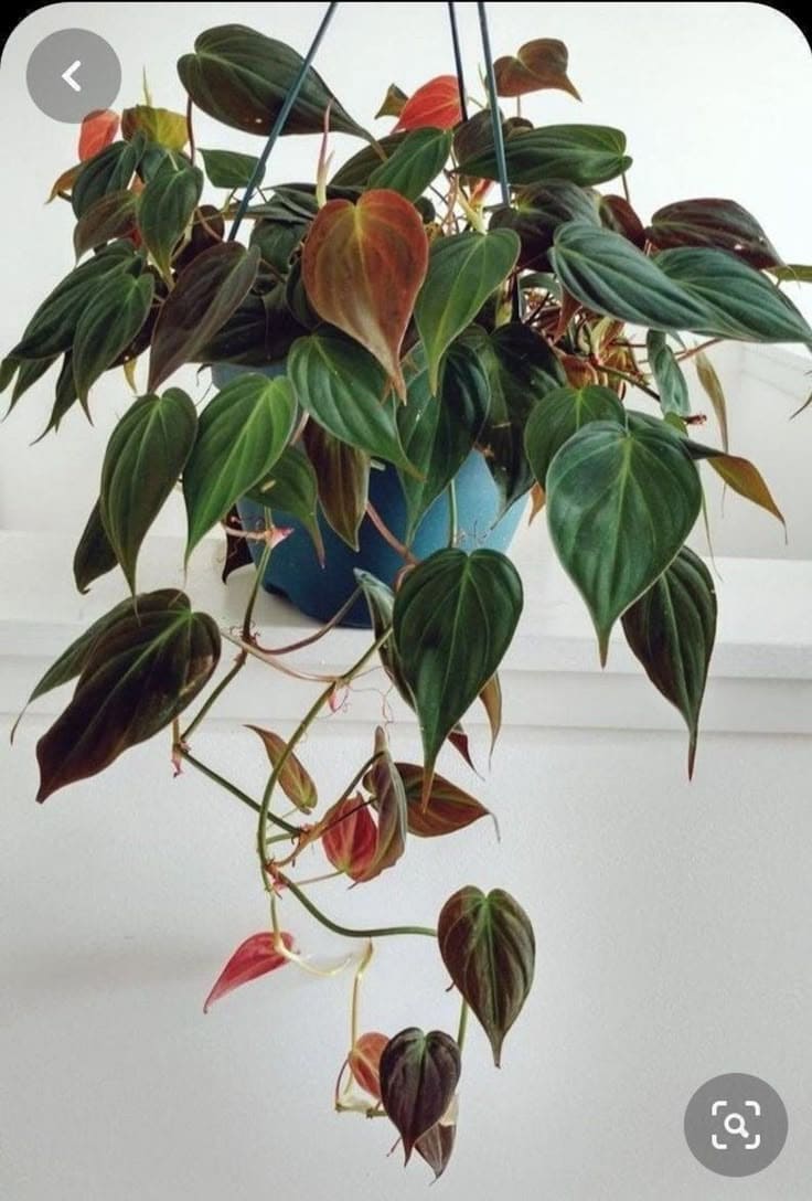 Velvet Leaf Philodendron