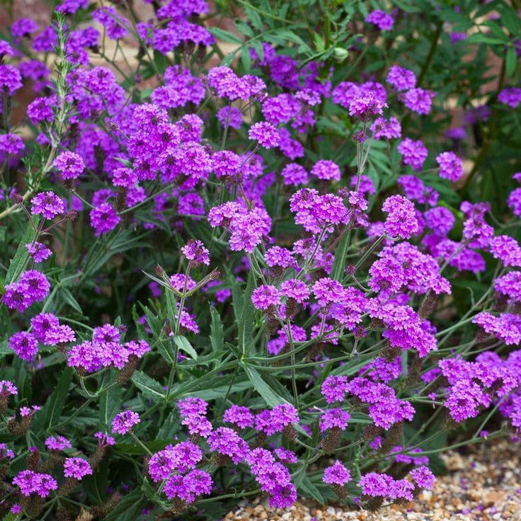 Verbena