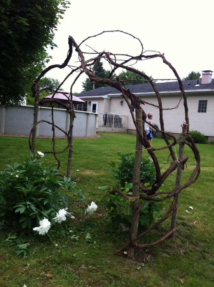 Whimsical Curved Branch Gate