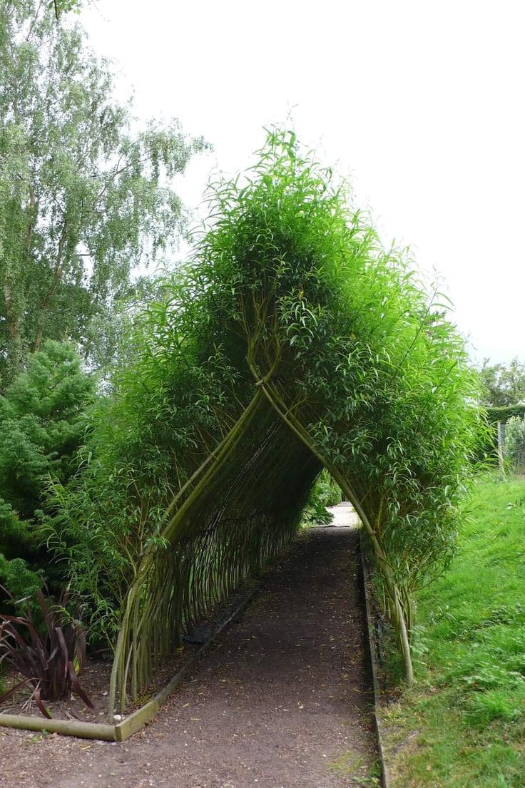 Whimsical Living Willow Archway