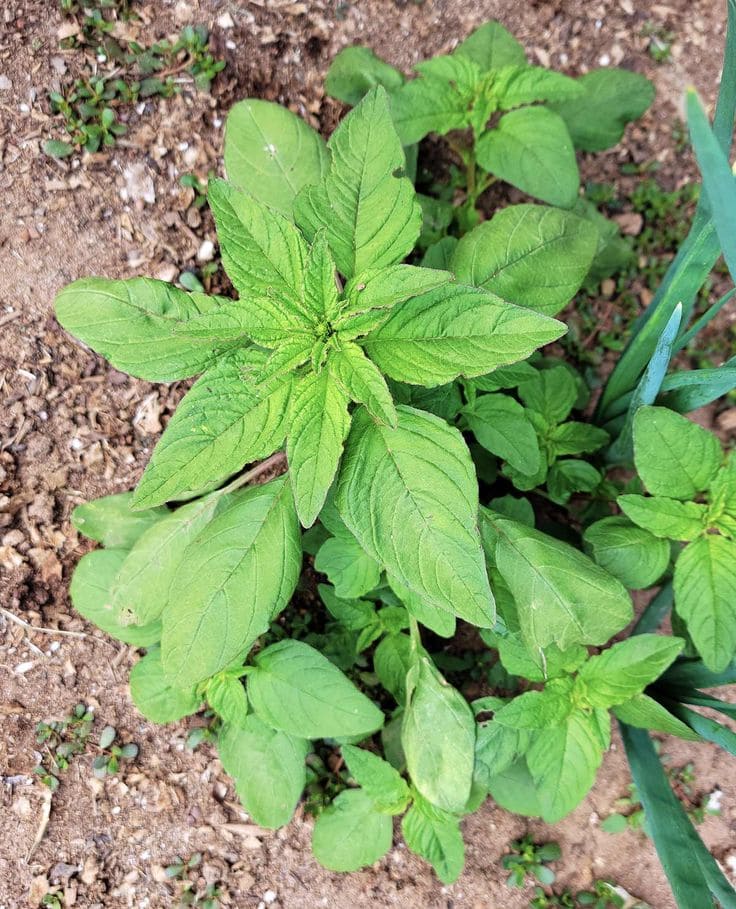 Wild Amaranth