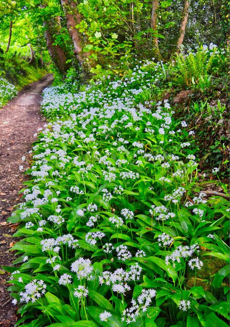 Wild Garlic