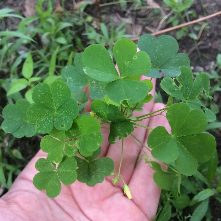 Wood Sorrel