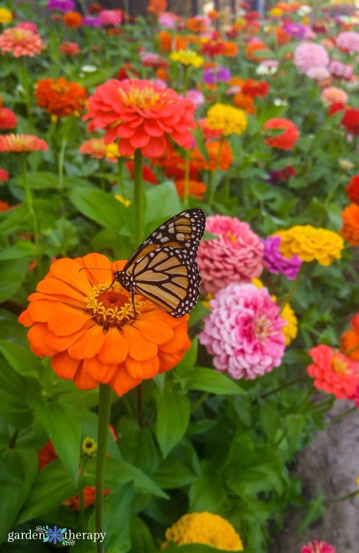 Zinnias