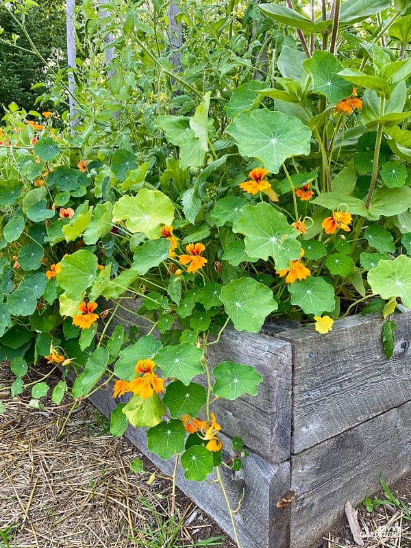 Zucchini and Nasturtiums