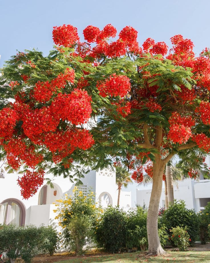 African Tulip Tree