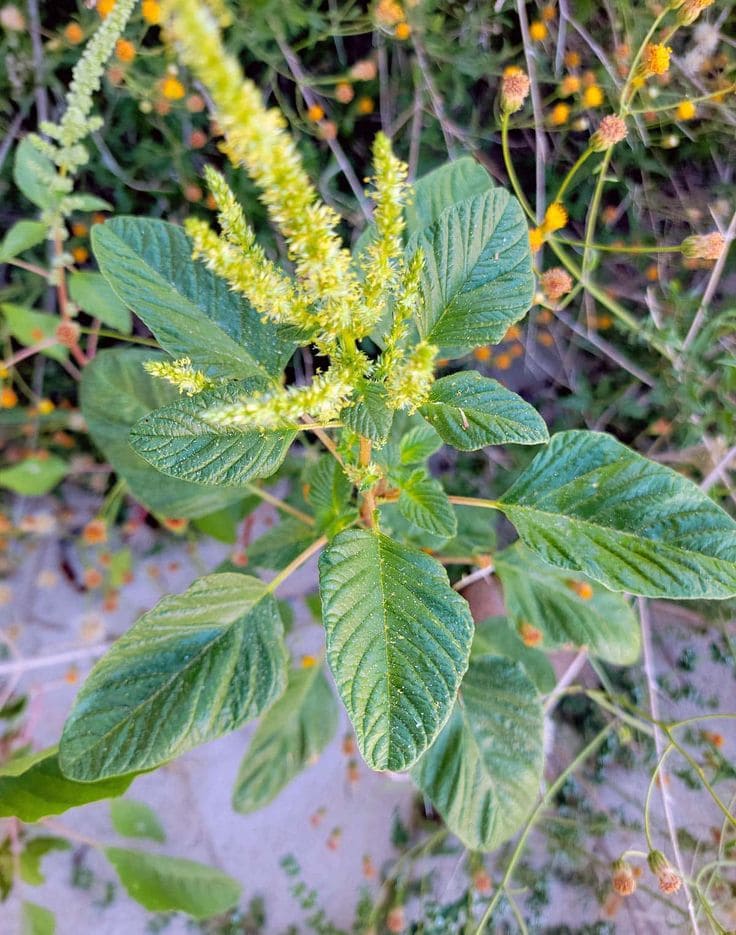 Amaranth Greens