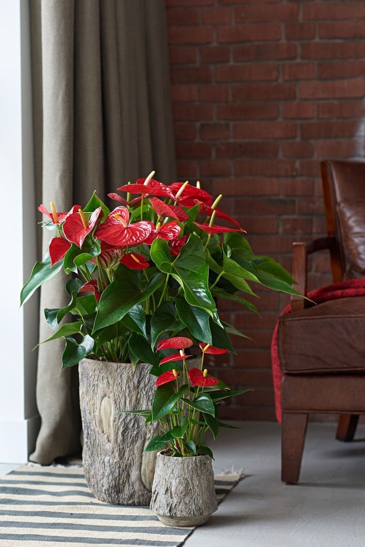 Anthurium