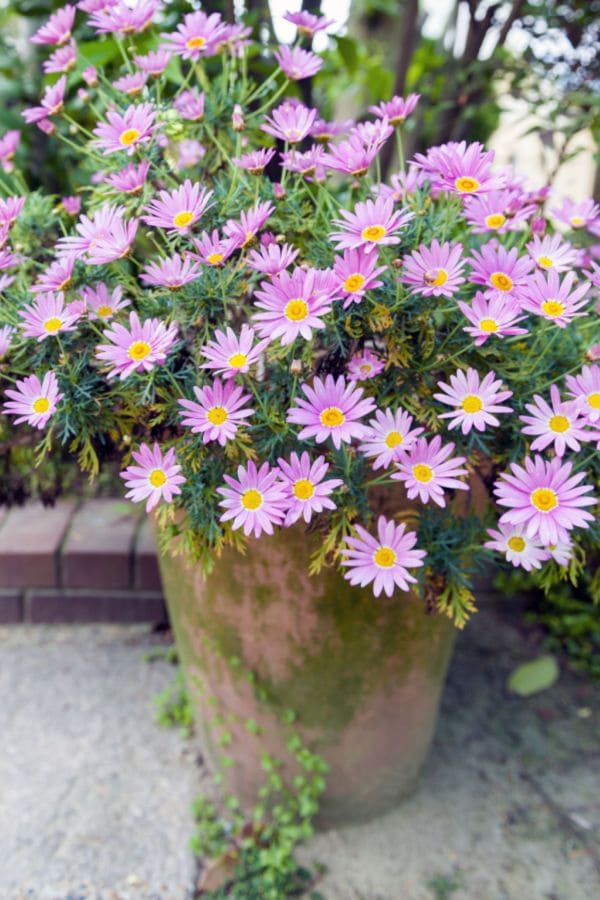 Asters