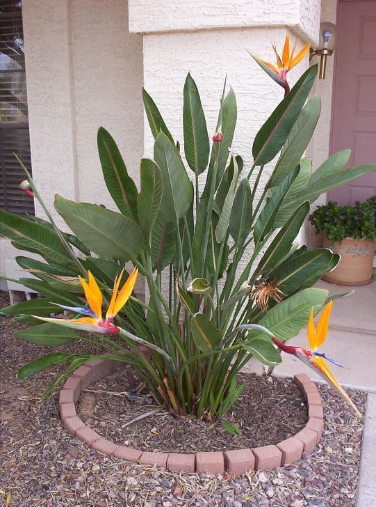 Bird of Paradise