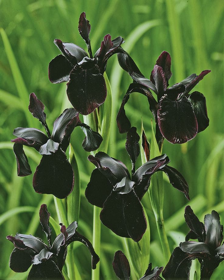 Black Iris